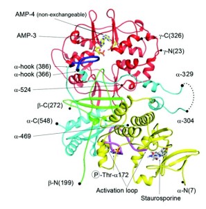 The structure of AMPk might seem complex, but it was not made in a lab. Apparently, nature is smart, too.