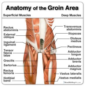 Image from http://finishfirsthp.com/part-2-fast-recovery-from-hockey-groin-injuries/